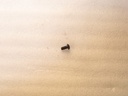 Screw (1/4-20 x 1/2)